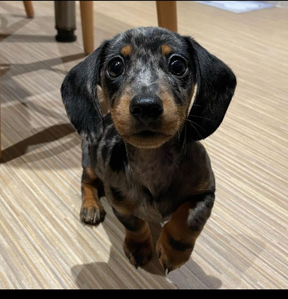 The Ultimate Mini Dachshund Puppy Care Guide