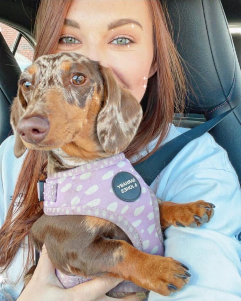 Miniature Dachshund Puppies