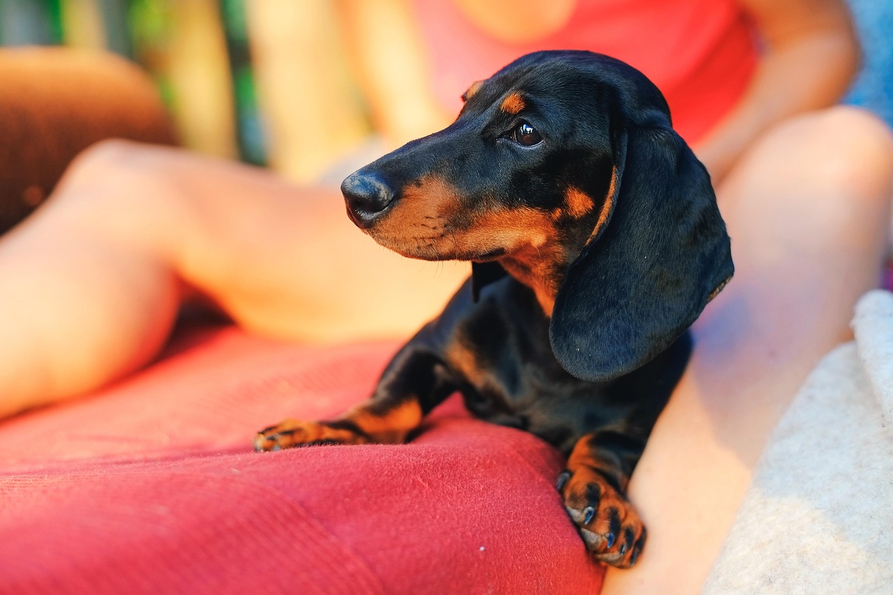 dachshund hero image