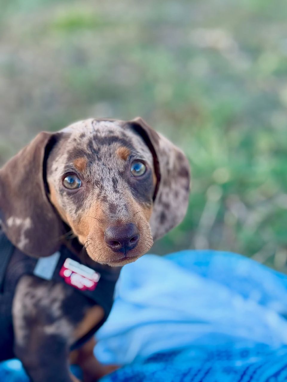 dapple mini dchshund