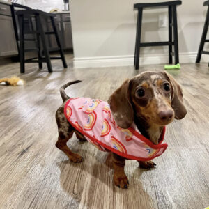 maya