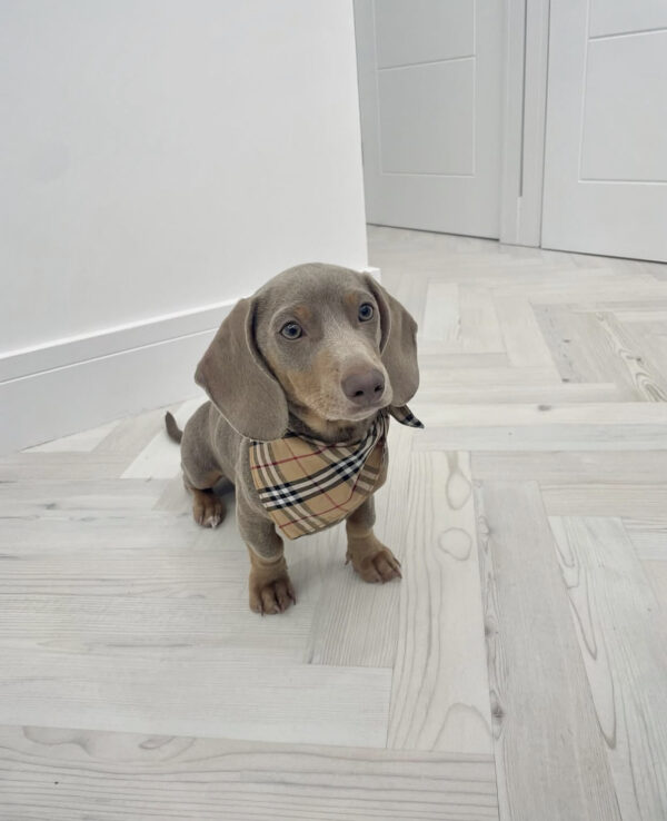 Short hair dapple mini dachshund