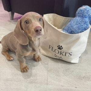 Short hair dapple mini dachshund