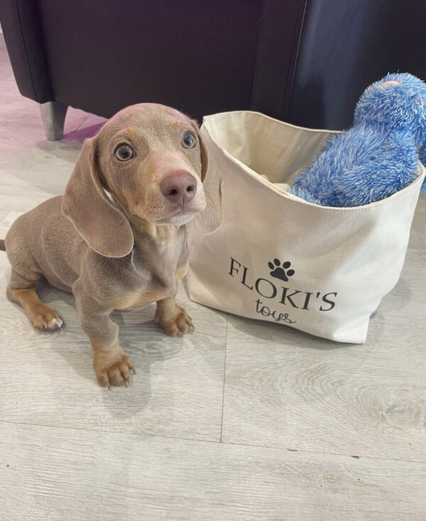 Short hair dapple mini dachshund