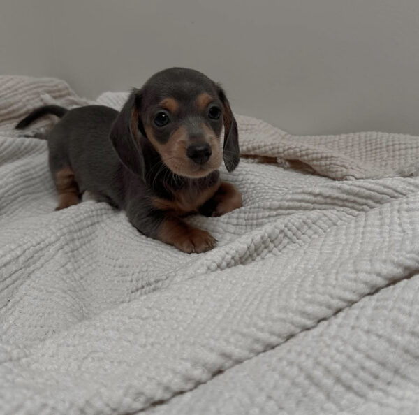 toby