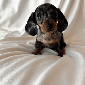 Tri Dapple Mini Dachshund puppy