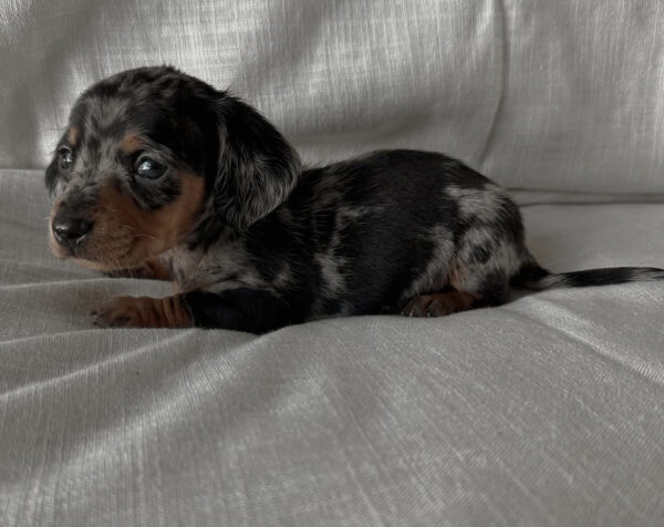 Tri Dapple Mini Dachshund puppy