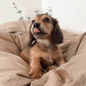 Longhaired Merle Mini Dachshund