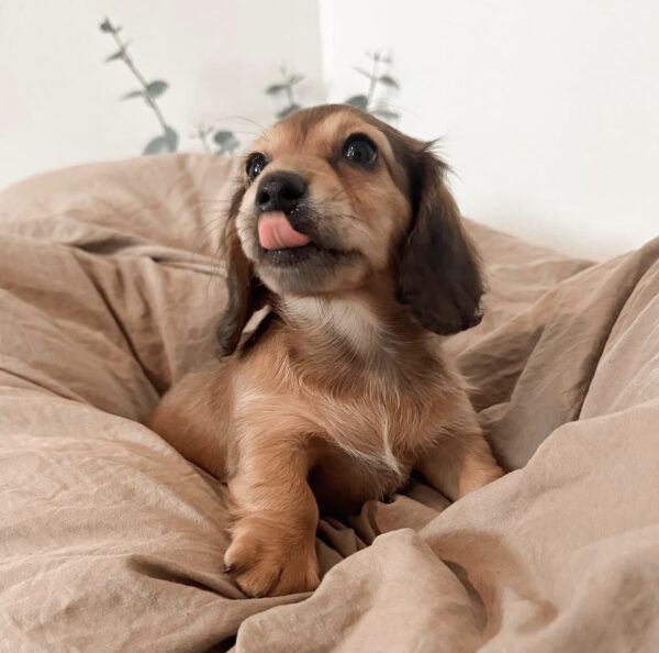 Longhaired Merle Mini Dachshund