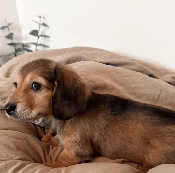 Longhaired Merle Mini Dachshund