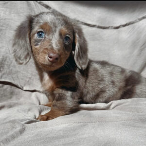 Brindle Mini Dachshund Puppy