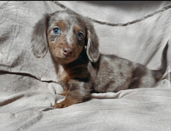 Brindle Mini Dachshund Puppy