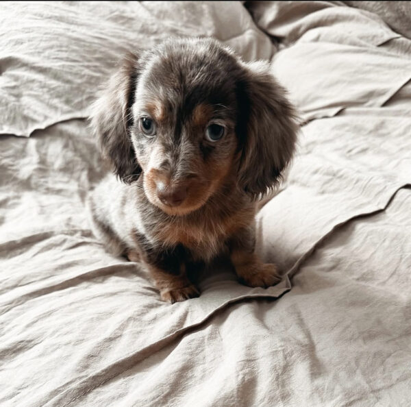 Louie - Image 2