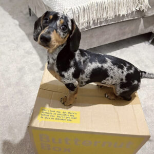 dapple mini dachshund puppy