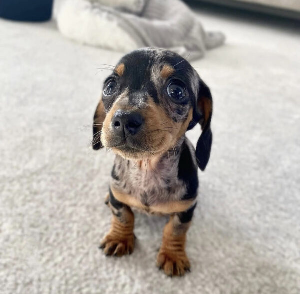 Dapple mini dachshund puppy