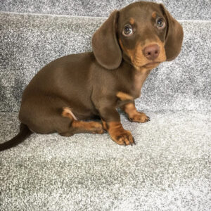 Merle Mini Dachshund