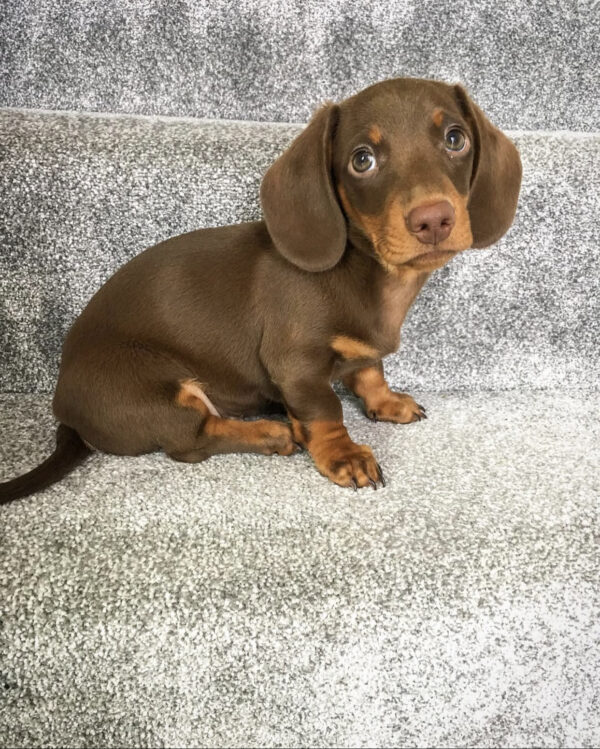 Merle Mini Dachshund