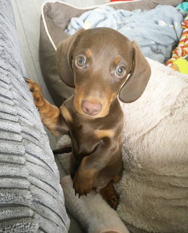 dapple mini dachshund