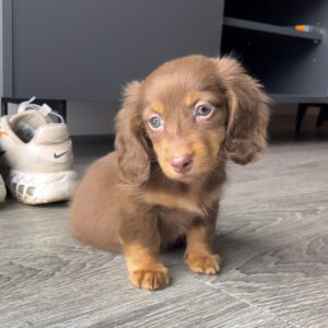 Long Hair Dapple Mini Dachshund
