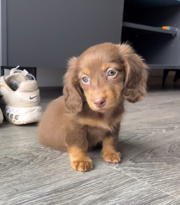 Long Hair Dapple Mini Dachshund