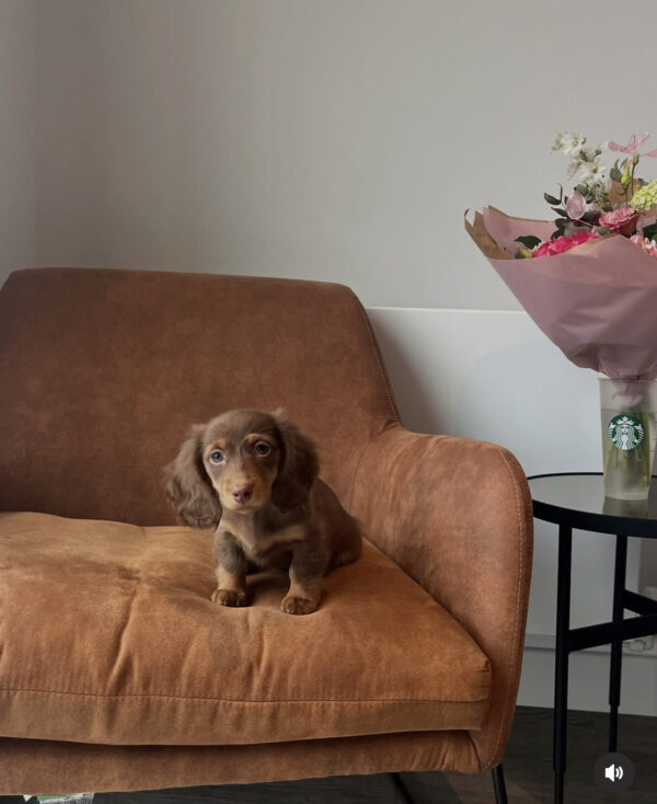 Long Hair Dapple Mini Dachshund