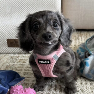 Longhaired Black Mini Dachshund