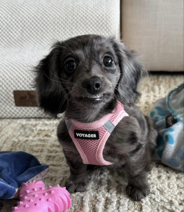 Longhaired Black Mini Dachshund