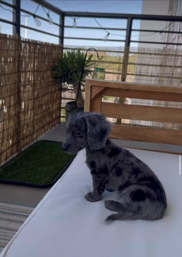 Longhaired Black Mini Dachshund