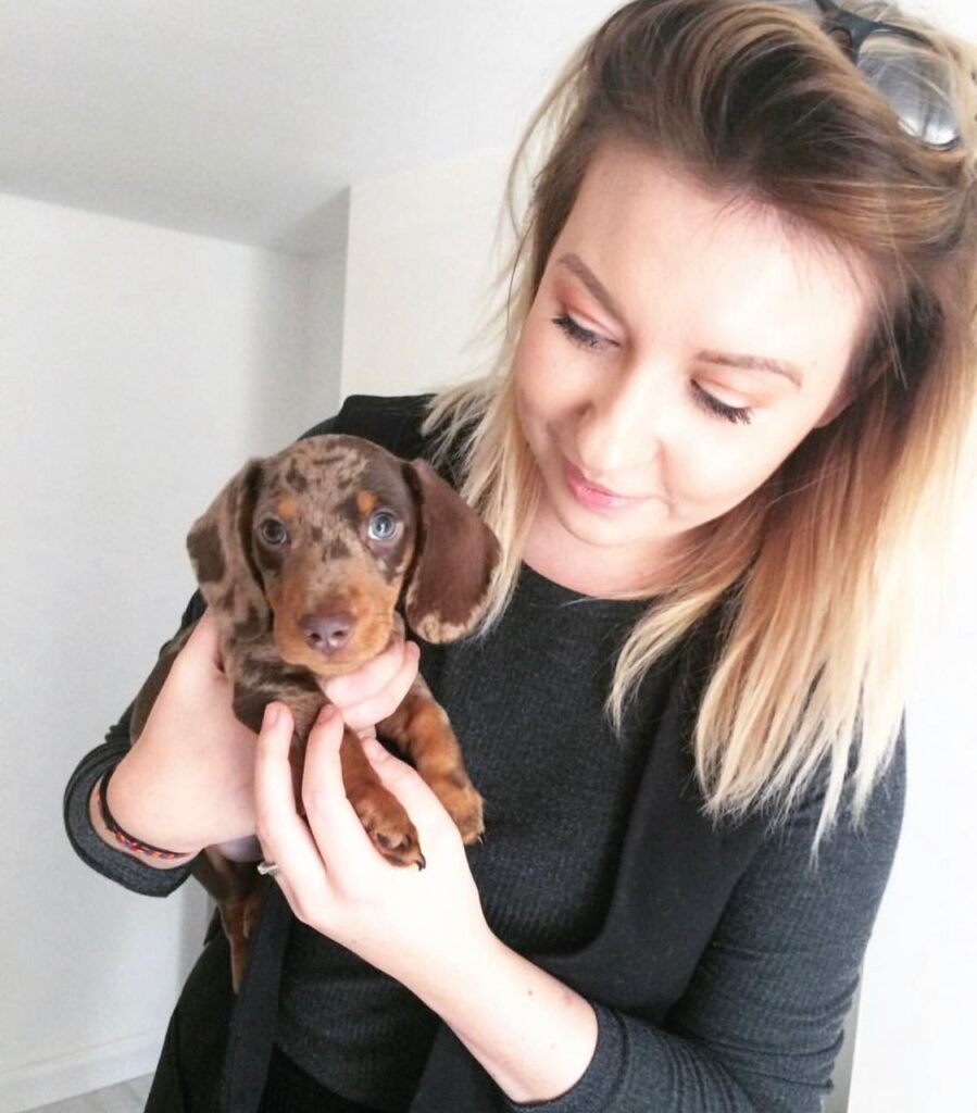 Merle Mini Dachshund