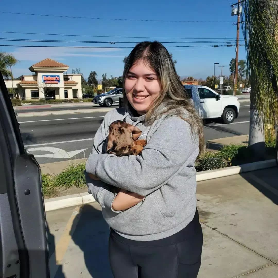 mini dachshund puppies