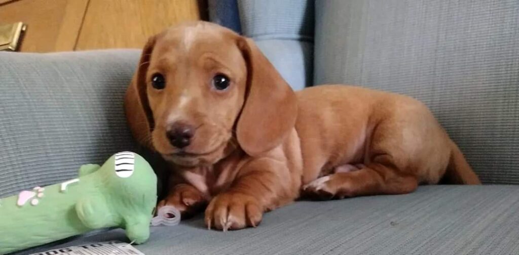 akc miniature dachshund puppies for sale near me