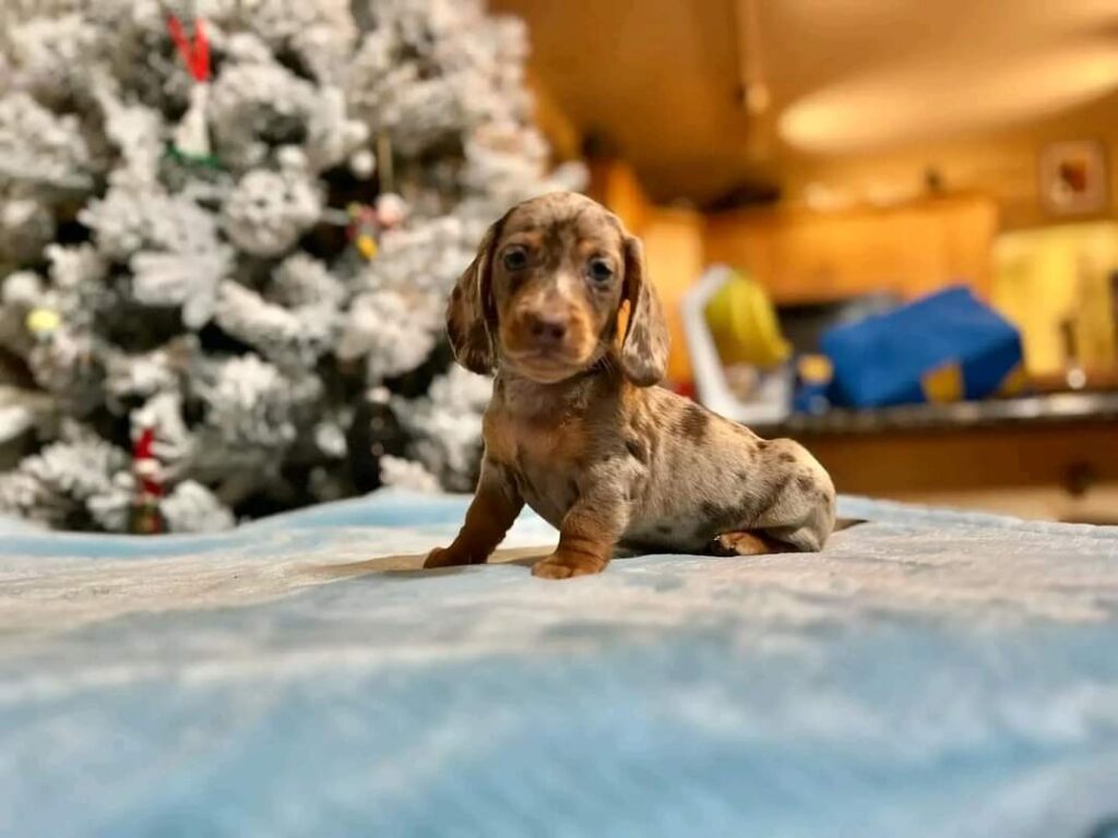akc miniature long haired dachshund puppies