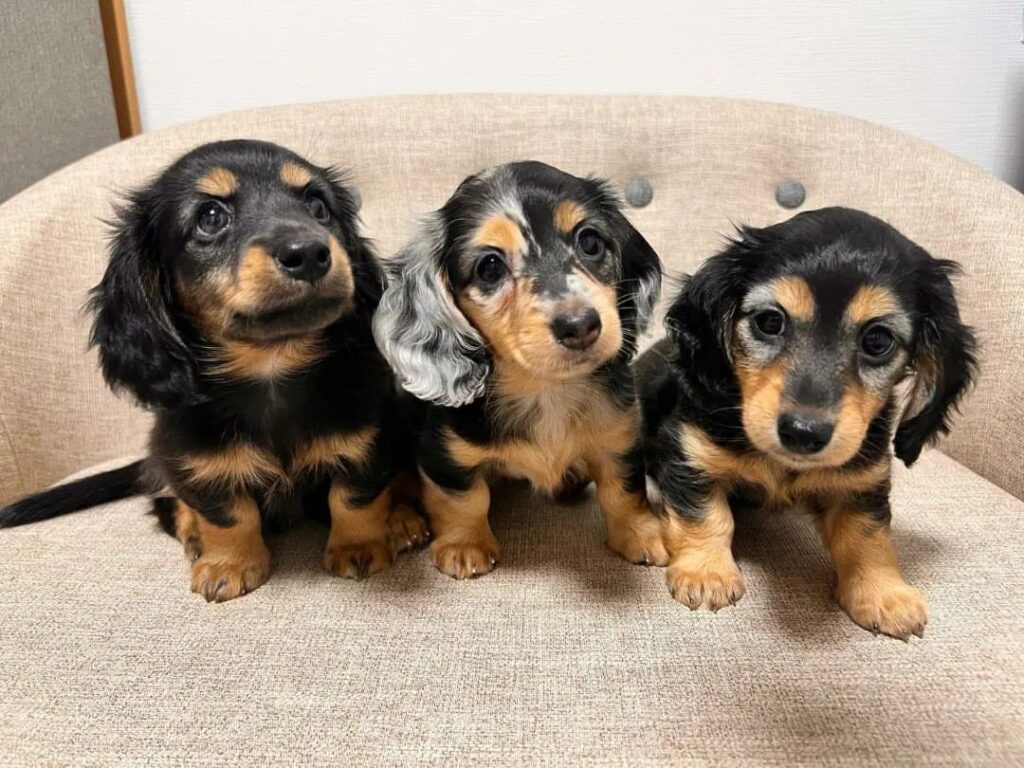 how long can you leave a miniature dachshund puppy alone